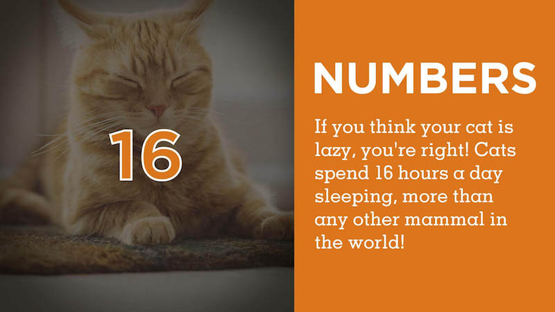 Digital signage Daily Motivation App providing cat facts